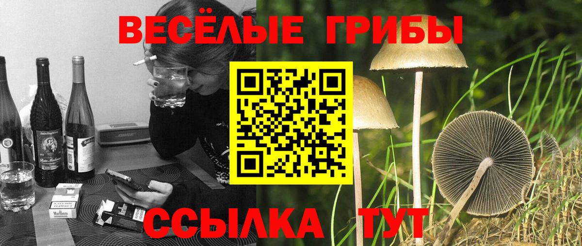 Псилоцибиновые грибы Cubensis  Вход с VPN  Мончегорск  Псилоцибиновые грибы Cubensis 